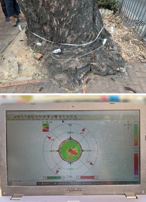 Tree inspection personnel is using a sonic tomograph to check the internal conditions of trees.