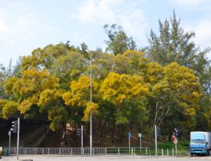 During the early stage of afforestation in Hong Kong, some exotic tree species, such as Acacia confusa in the picture, were introduced to prevent soil erosion.