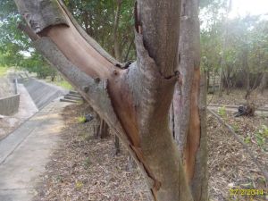 Acacia confusa can enhance slope stability, but their potential safety threats will increase with their age. Tree management departments implement timely enhancement measures by replacing them with appropriate native plants.