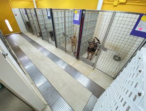 Located in Yuen Long, the stray animal shelter can provide a larger activity area with air-conditioning and sufficient drainage, giving the dogs a more comfortable living environment.