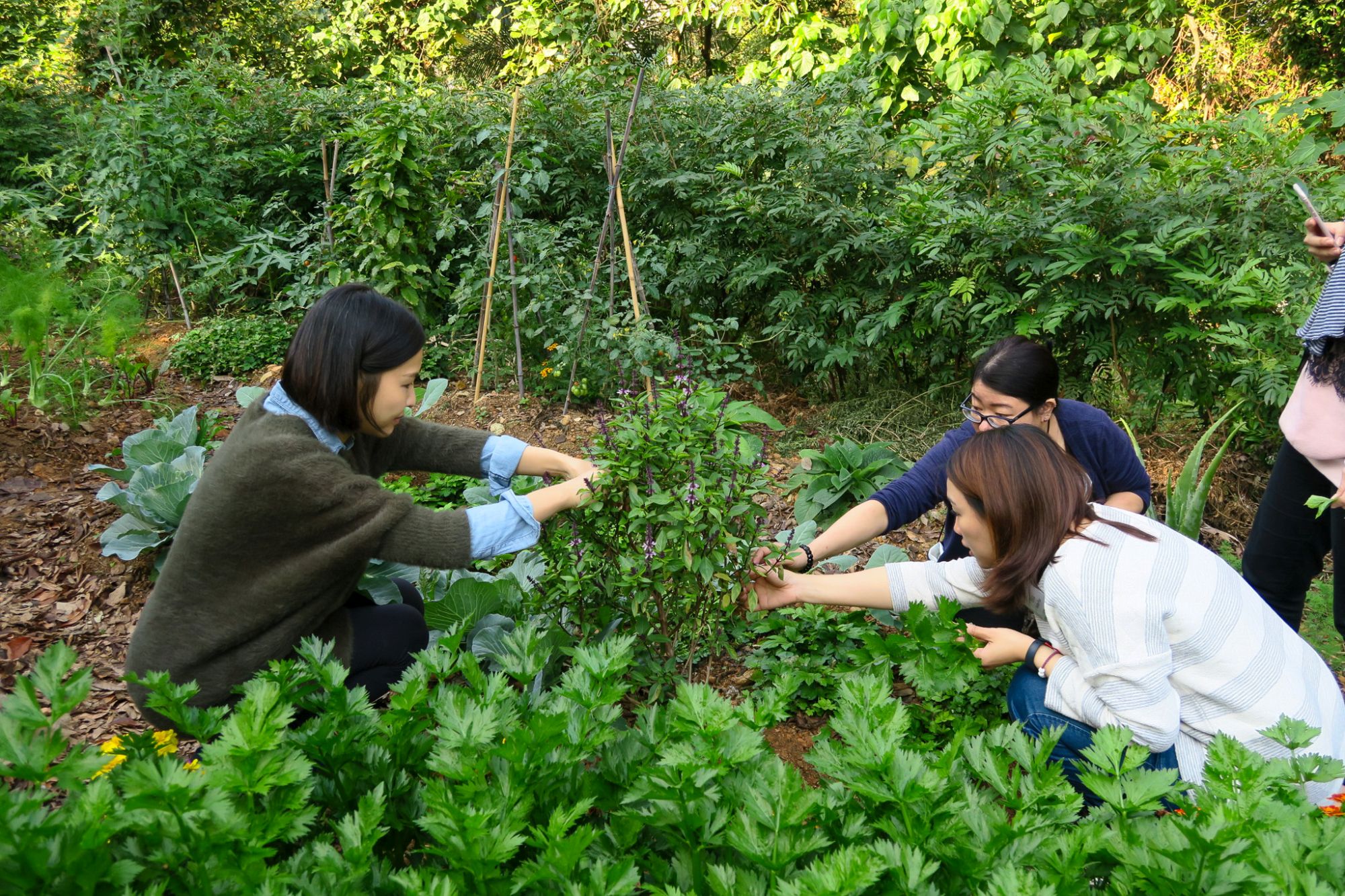 遊客亦可於「綠匯學苑」參加不同的綠色主題工作坊，例如由大自然取材，然後親手製作食品。