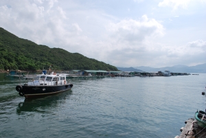 There are numerous fish rafts off the Kau Sai Village Pier and the surrounding area is blessed with beautiful scenery. Pier improvement works, when completed, will make it more convenient for the fishermen and tourists.