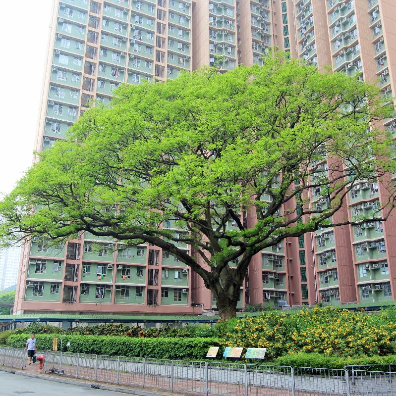 The Silk Tree (OVT Registration No.: HD/KT/1) at Sau Mau Ping Estate, Kwun Tong, received the highest votes in the category of Remarkable Form and Size.