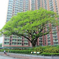 The Silk Tree (OVT Registration No.: HD/KT/1) at Sau Mau Ping Estate, Kwun Tong, received the highest votes in the category of "Remarkable Form and Size".