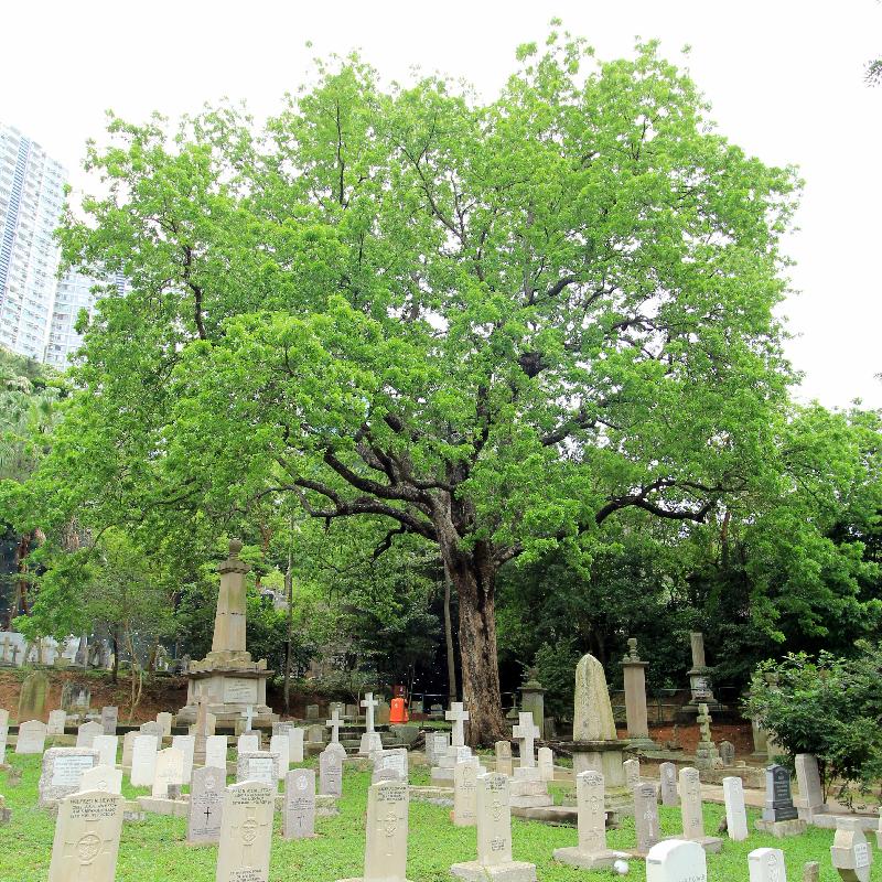 The West Indies Mahogany (OVT Registration No.: FEHD WCH/4) at the Hong Kong Cemetery received the highest votes in the category of Botanical and Ecological Value.