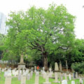 The West Indies Mahogany (OVT Registration No.: FEHD WCH/4) at the Hong Kong Cemetery received the highest votes in the category of "Botanical and Ecological Value".