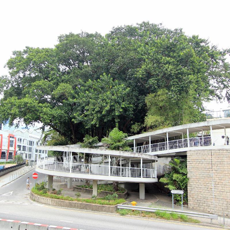 The India Rubber Trees (OVT Registration No.: ARCHSD TW/1-2) at Shing Mun Road (Lower)/ Texaco Road North junction received the highest votes in the category of Contribution in Landscape Setting.