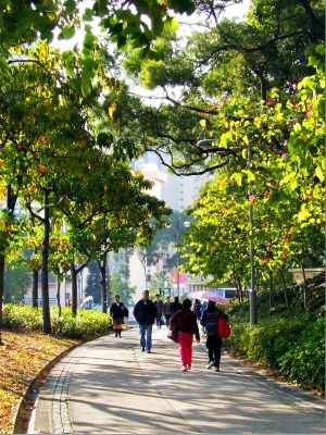 Planting trees along the pavements in various districts helps create a green environment.  Picture shows Tai Po Tai Wo Road.