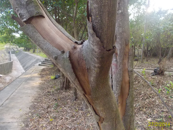 台在上世紀五、六十年代大量種植的台灣相思，已開始步入老年，健康和結構狀況漸走下坡。