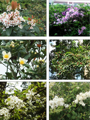 More native and localised plants will be grown to re-shape the natural habitats after the thinning of Acacia.