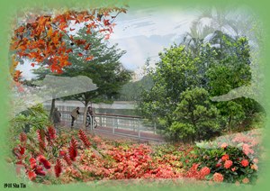 In the early stages of formulating the GMPs for districts in the New Territories, we have taken into account the existing representative plants and the distinctive features of each district so as to work out an appropriate greening theme. For example, the greening theme for Sha Tin is “Floral Riverbanks, Verdant Hills”.