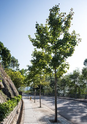 Plant species with different flowering periods and seasonal leaf colours are preferred, such as Liquidambar formosana (Sweet Gum). 