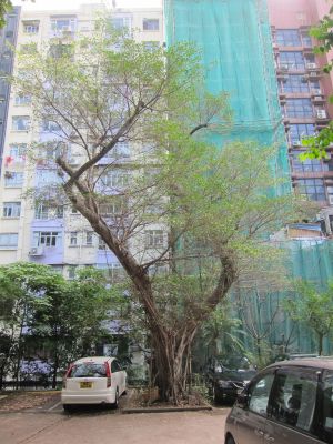 Trees infected with the BRR disease will have an unusual thinning of tree crowns.