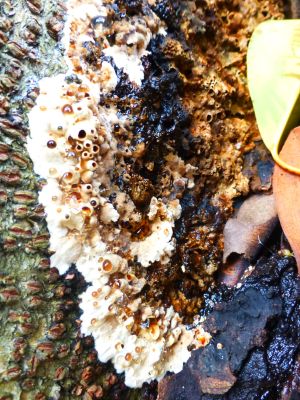 BRR disease - fruiting bodies