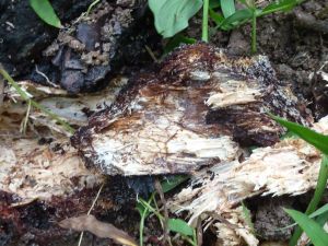 BRR disease - mycelial nets