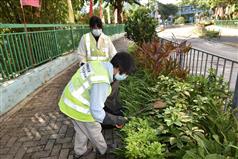 食物环境卫生署承办商员工喷洒蚊油，以防蚊患。