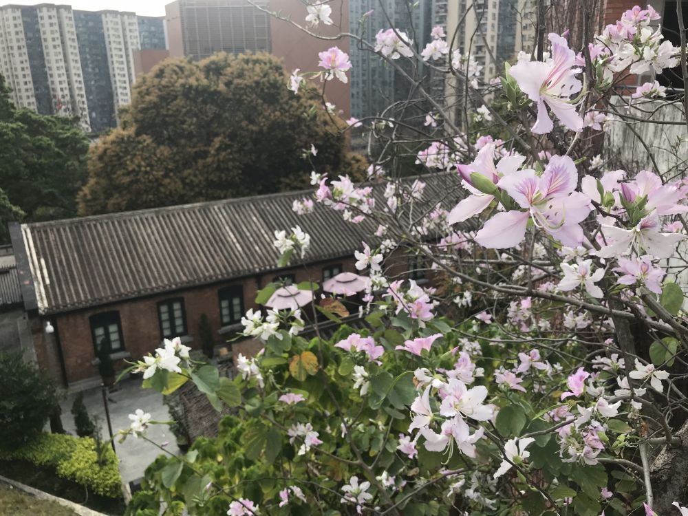 文化馆环境优美，漫山花海，翠绿环抱，吸引不少市民游览和拍照。