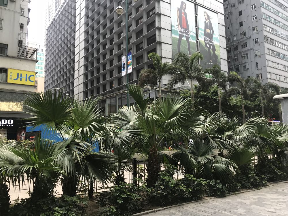 图中是尖沙咀弥敦道的绿化工程。
