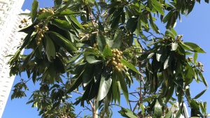 张家维身旁的金蒲桃是《指南》建议种植的树种之一，开花时候雄蕊成花球状，颜色鲜艳，花蜜也是野生动物的食粮。