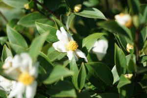 《指南》建议种植的80种树种，其中一半是原生品种，如图中（从上至下）的大头茶、枫香和水翁。