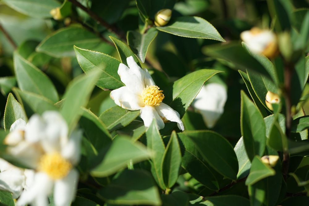 《指南》建议种植的80种树种，其中一半是原生品种，如图中（从上至下）的大头茶、枫香和水翁。