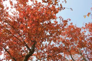 《指南》建议种植的80种树种，其中一半是原生品种，如图中（从上至下）的大头茶、枫香和水翁。