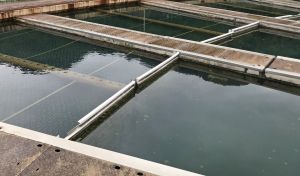 图为沙田滤水厂内的澄清池。图右是澄清前的水，水中有颇多颗粒和杂质，图左为澄清后的水，清澈见底。
