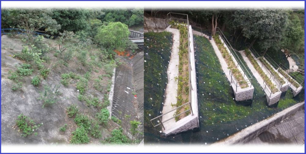 图为九龙副水塘水坝旁斜坡工程前后的变化，左为工程前，右为工程后。