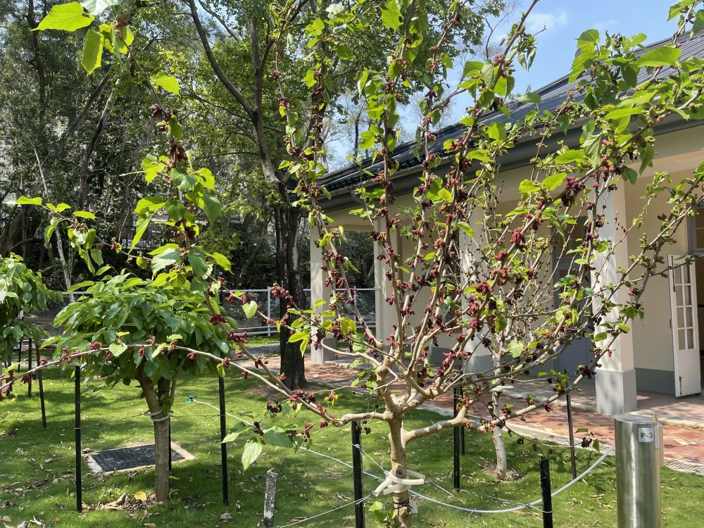 「农业缩影区」内会种植桑树，以纪念何东夫人。