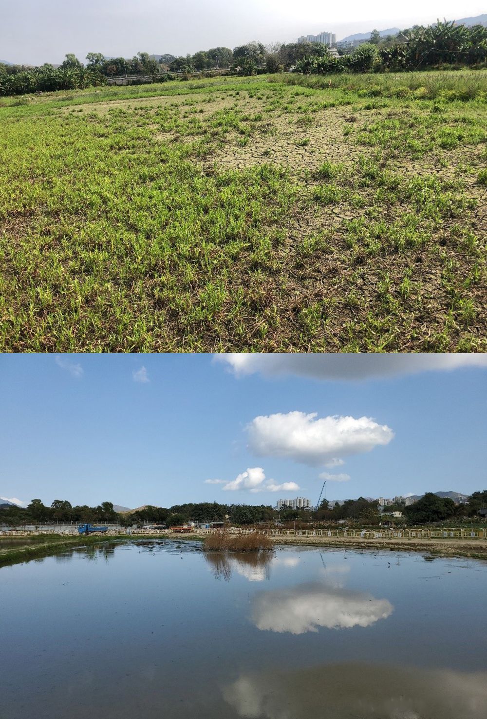 土拓署把部分旱田（上图）和荒废的农地修复成湿地生境（下图），让整个塱原增加约8公顷的湿地。
