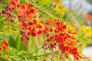 花园种植了超过80种花草树木，其中园景廊划分为春、夏、秋、冬四个区，展现四季不同的色彩。2