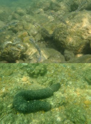 土拓署展开龙尾沙滩工程前，把受影响的海洋生物，包括鰕虎鱼（上图）、海参（下图）等迁往毗邻的汀角东。