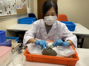 同事会以白色石膏填补器物缺失部分，尽力把器物还原。