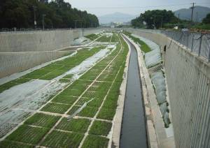 元朗排水绕道河底和河岸斜坡亦营造植物生长的空间，例如图中的「混凝土草格」人工植草方法。
