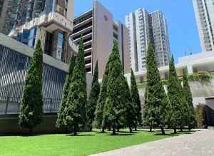 「油街实现」为全新艺术空间开幕推出了10个艺术项目，当中两个特别为庆祝香港特区成立25周年而设，包括图中以树为主题的动力装置—「赏森．悦木」。