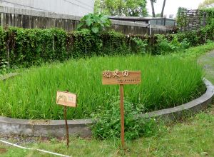 医局户外的地方设有中药园圃、有机菜田、稻米田等。
