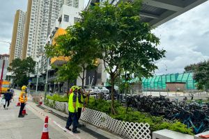 相关的政府部门正致力为位处高人流、高车流地方政府管理的树木进行树木风险评估，并采取所需的风险缓减措施，包括修剪树冠、移除枯枝等。