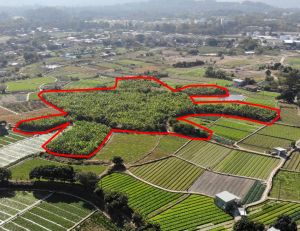 土拓署将部分旱田、荒废的农田或生态价值相对低的农地复修为不同的湿地生境，包括浅水池、水滋田、稻米田、沼泽。图为复修前的湿地。 