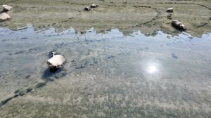 翠屏河河道栽种植物和设置生态装置，为河道生态创造有利条件，吸引更多物种栖息。图示鸟杆、岩石池和生态墙。