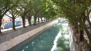 近敬业里的河道两岸保留超过50棵细叶榕，打造观塘市中心的林荫走廊。