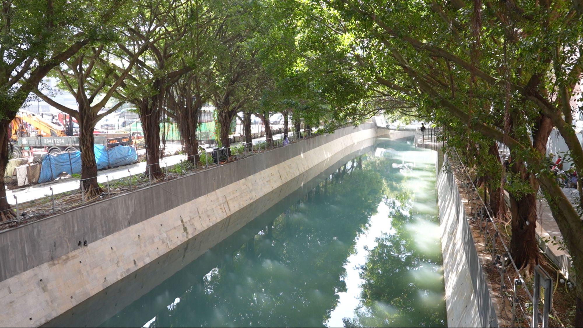 近敬业里的河道两岸保留超过50棵细叶榕，打造观塘市中心的林荫走廊。