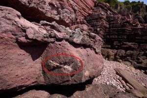 赤洲的恐龙化石（红圈范围示）。