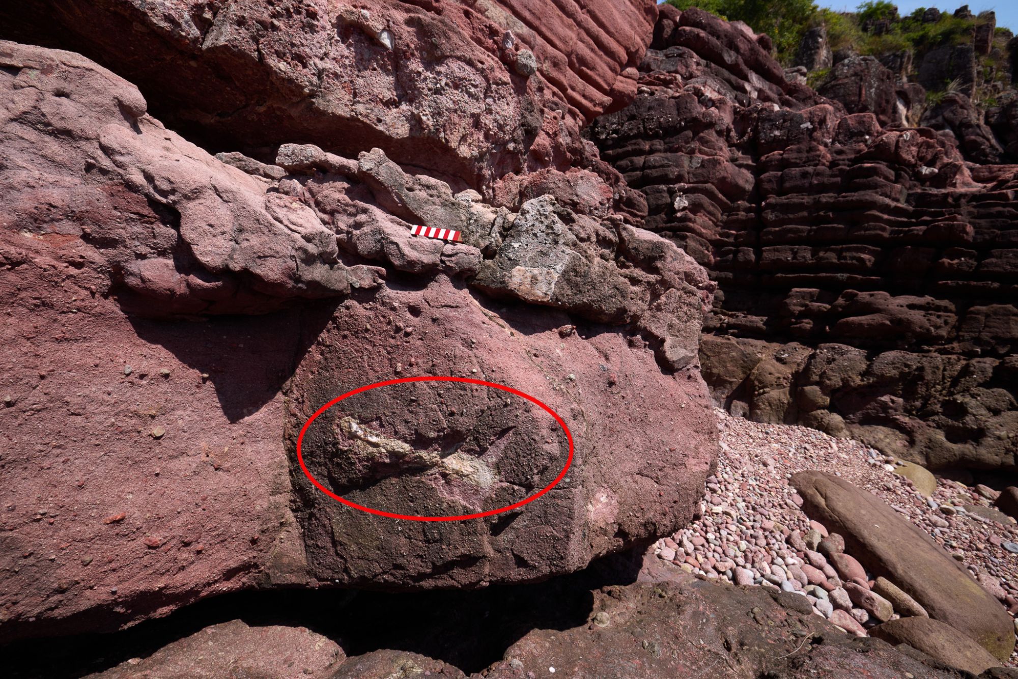 赤洲的恐龙化石（红圈范围示）。