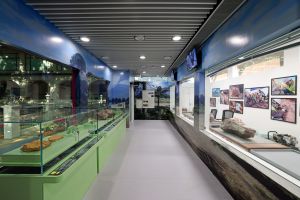 「恐龙会客室」分为展示在香港出土的恐龙化石及动植物化石的「展示区」（左），以及清理修复恐龙化石的「清修区」（右）。