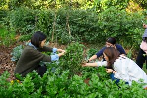 游客亦可于「绿汇学苑」参加不同的绿色主题工作坊，例如由大自然取材，然后亲手制作食品。