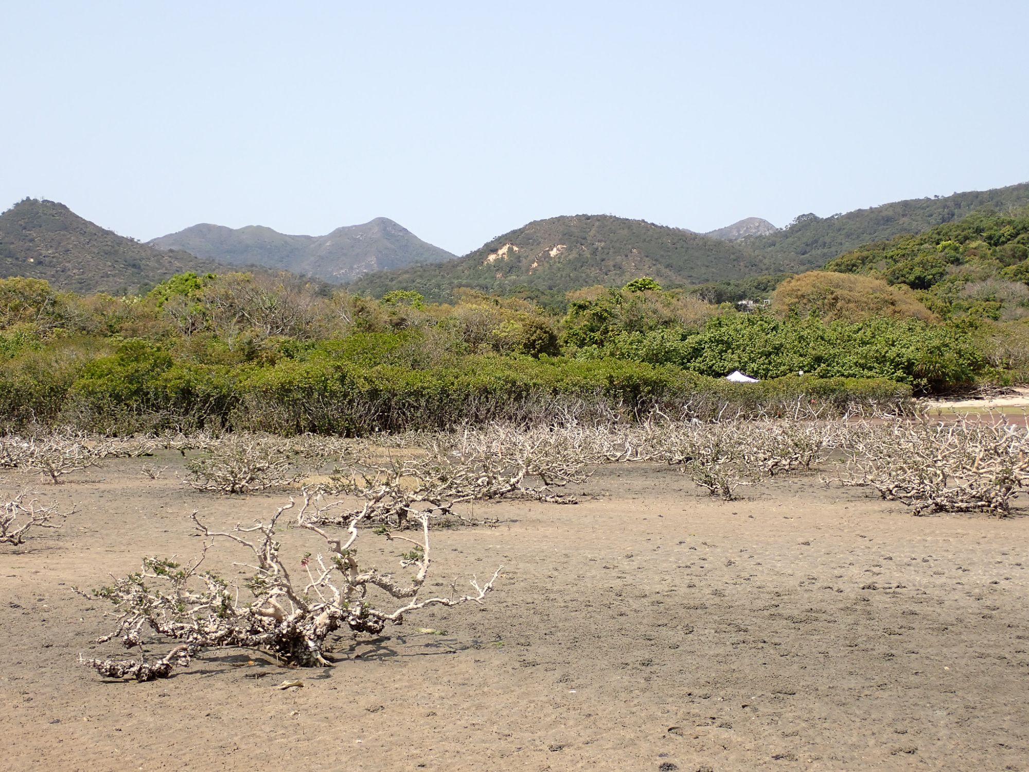 水口一带仍保留著独特且具价值的自然环境，其最大生态特色在于陆地和海洋生境的无缝过渡。陆上生境包括林地、天然河溪、淡水沼泽和后滩灌木丛，支援著海岸线的红树林以及独一无二的沙坪。