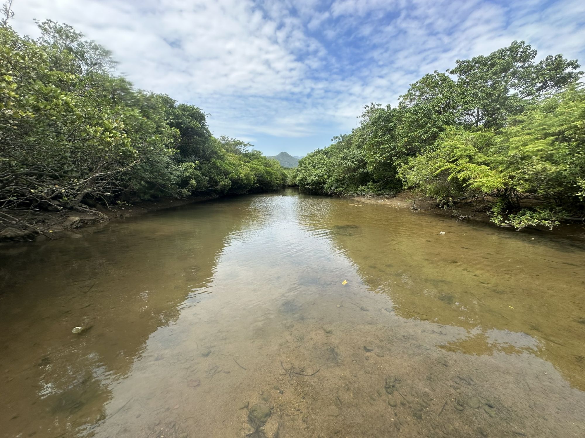 水口一带仍保留著独特且具价值的自然环境，其最大生态特色在于陆地和海洋生境的无缝过渡。陆上生境包括林地、天然河溪、淡水沼泽和后滩灌木丛，支援著海岸线的红树林以及独一无二的沙坪。