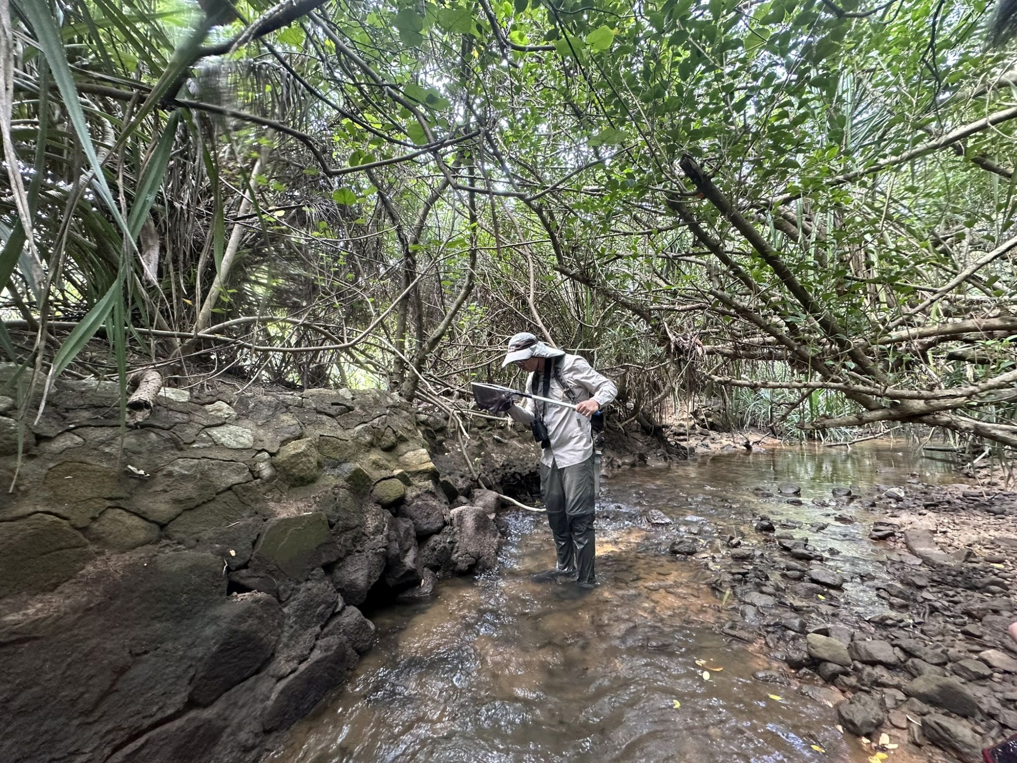 水口的生态系统已显著修复，并提供稳健基础让生态自然调节。