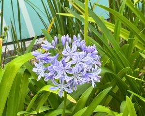 将军澳南公园内同时种植了粉扑花、马利筋和百子莲等蜜源植物。图示百子莲。