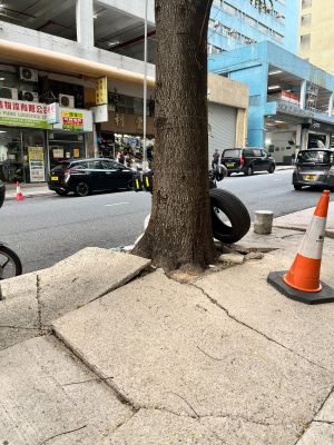 火炭坳背湾街的树穴空间狭小，树根向外伸展导致行人路面隆起，影响行人安全并增加倒塌风险。经团队评估后，认为受现场条件限制，最终决定移除部分树木，重新进行景观设计，改种更适合当区环境的树种，以平衡公众安全与绿化环境。